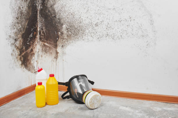Upper Lake, CA Mold Removal Company