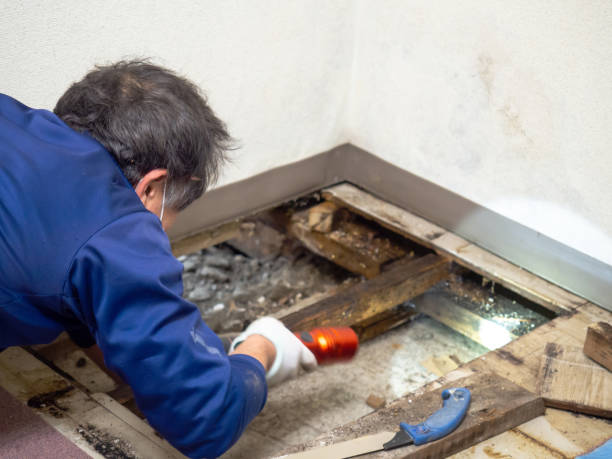 Best Certified Mold Removal  in Upper Lake, CA