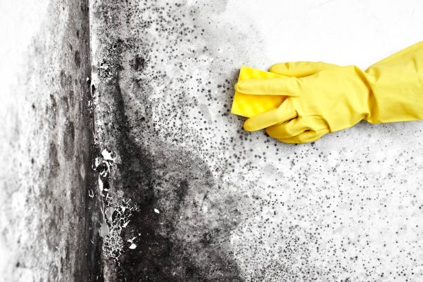 Best Commercial Mold Removal  in Upper Lake, CA