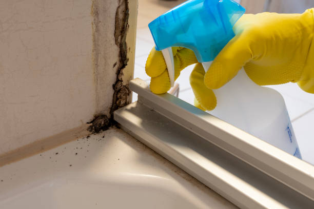 Best Affordable Mold Removal  in Upper Lake, CA