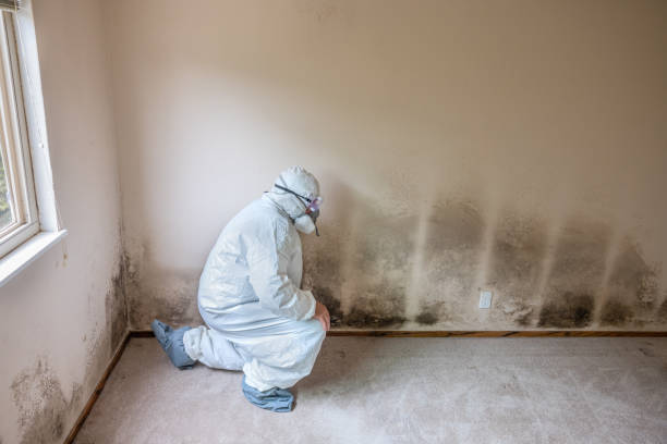 Best Best Mold Removal Companies  in Upper Lake, CA