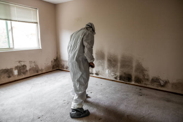 Best Toxic Mold Removal  in Upper Lake, CA