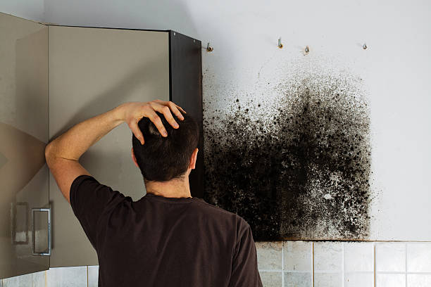 Best Mold Remediation  in Upper Lake, CA