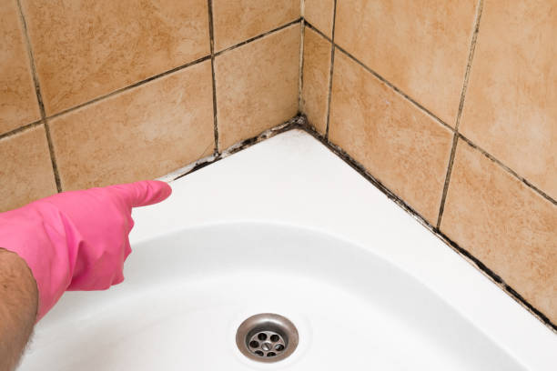 Best Professional Mold Removal  in Upper Lake, CA