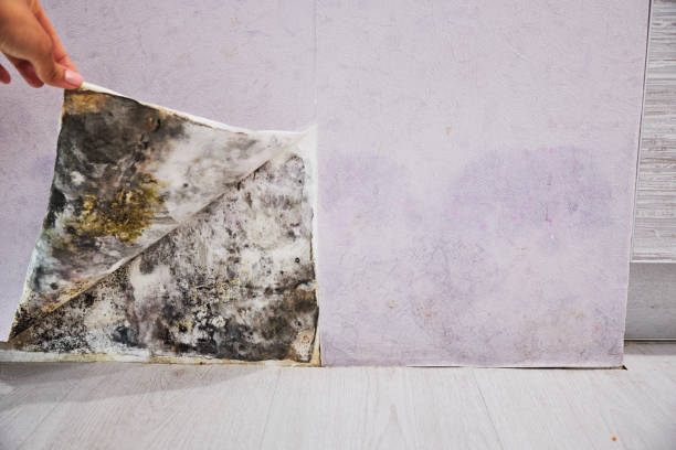 Best Same-Day Mold Removal  in Upper Lake, CA